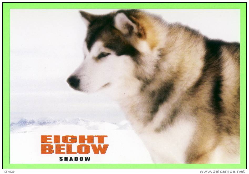 FILM, EIGHT BELOW -  2006 WALT DISNEY FILM  - SLED DOG NAME SHADOW  - - Affiches Sur Carte