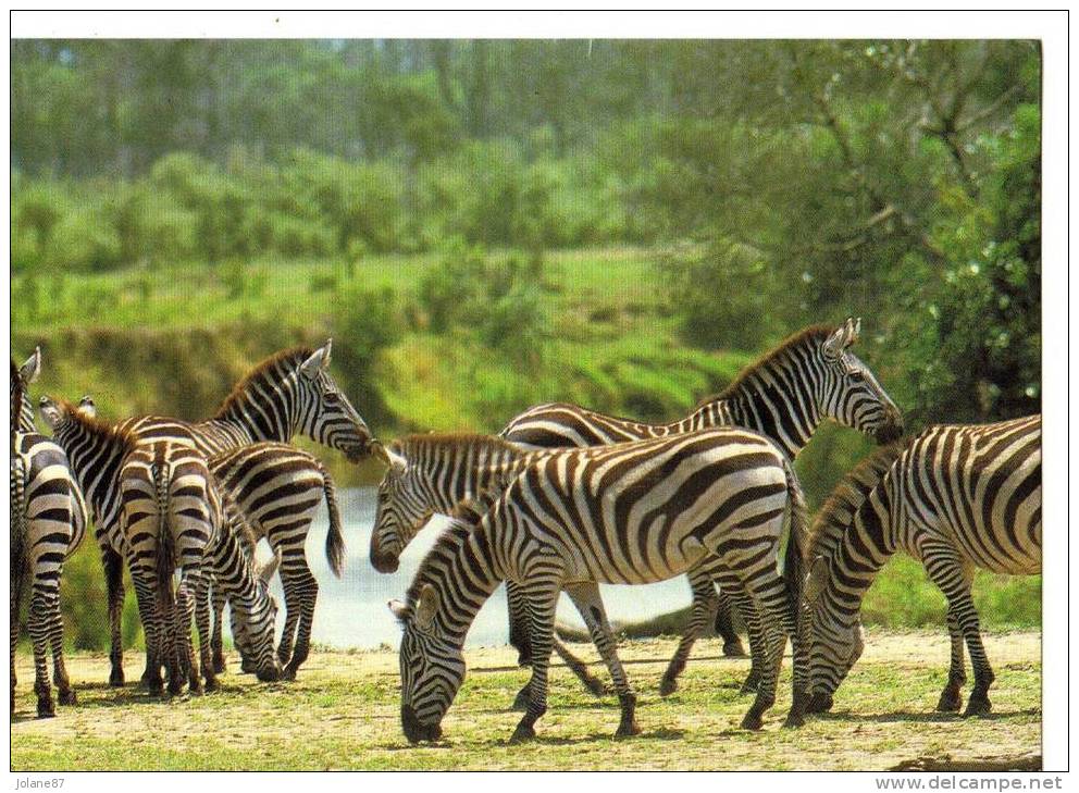 CPM                         TROUPEAU DE ZEBRES        NAIROBI - Zebras