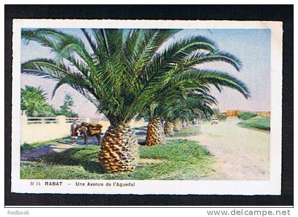 Early Postcard Rabat Morocco - Une Avenue De L'Aguedal - France & Spain Interest - Ref 367 - Rabat