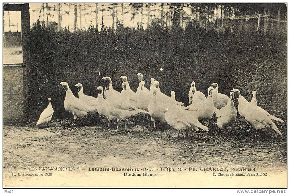 LAMOTTE BEUVRON - Les Faisanderies Ph. Charlot - Dindons Blancs - Non Circulé - Lamotte Beuvron