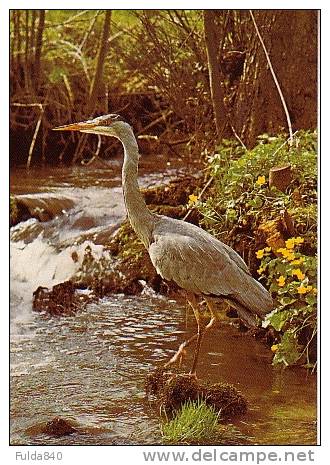 CPM.    Pêche Héron / Graureiher / Grey Heron. - Raeren