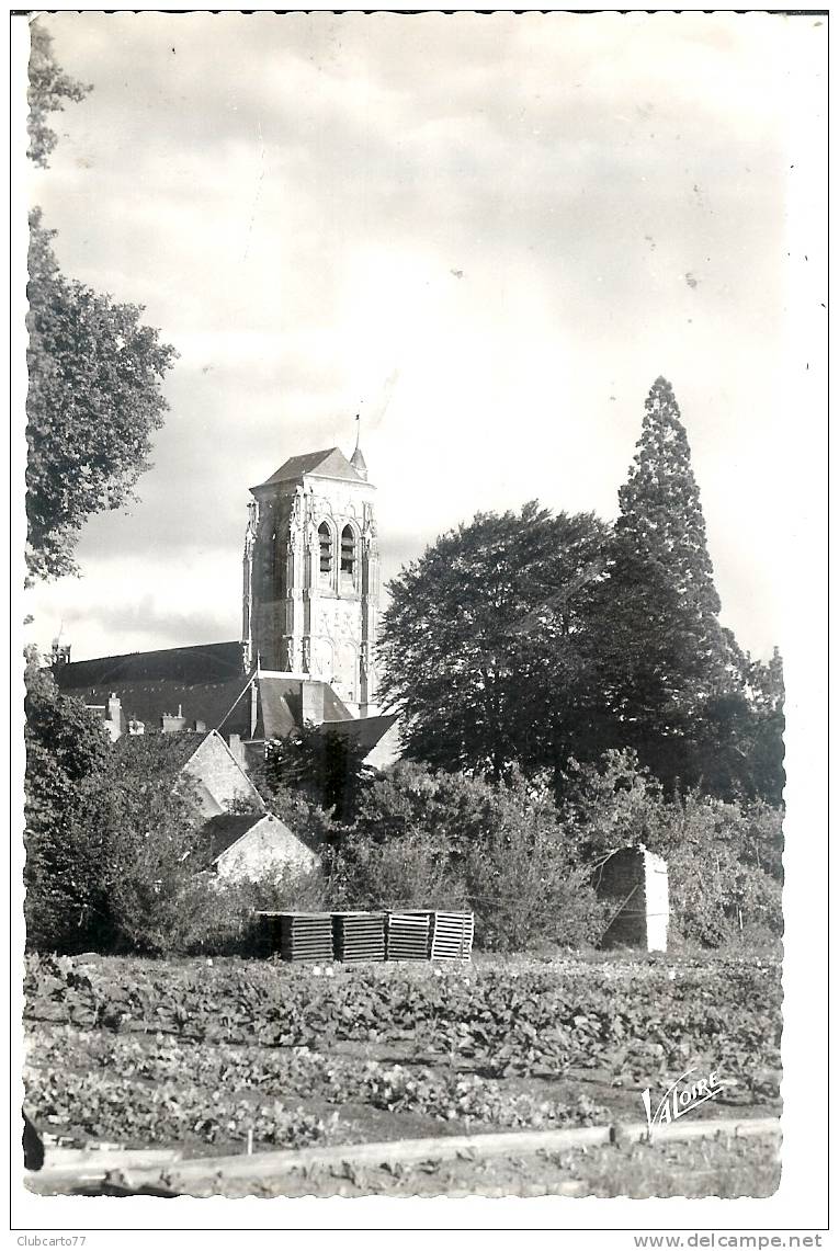 Mer (41) : Terrain Maraicher Devant L'église  En 1959. - Mer