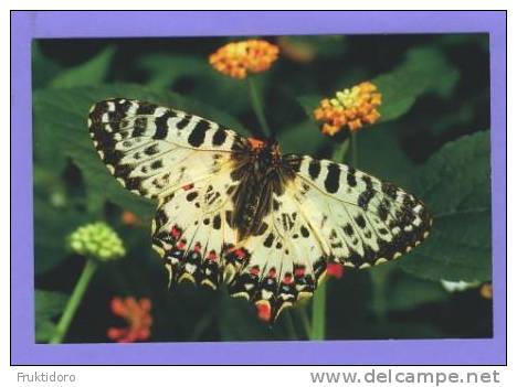 AK Postcards Peacock Butterfly - Queen Of Spain - Two-tailed Tiger Swallowtail - Vlinders