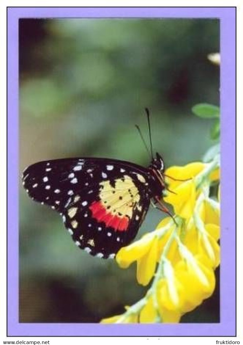 AK Postcards Peacock Butterfly - Queen Of Spain - Two-tailed Tiger Swallowtail - Vlinders