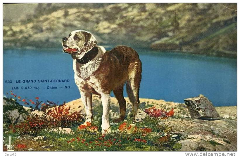 Chiens - Saint Bernard - Cani