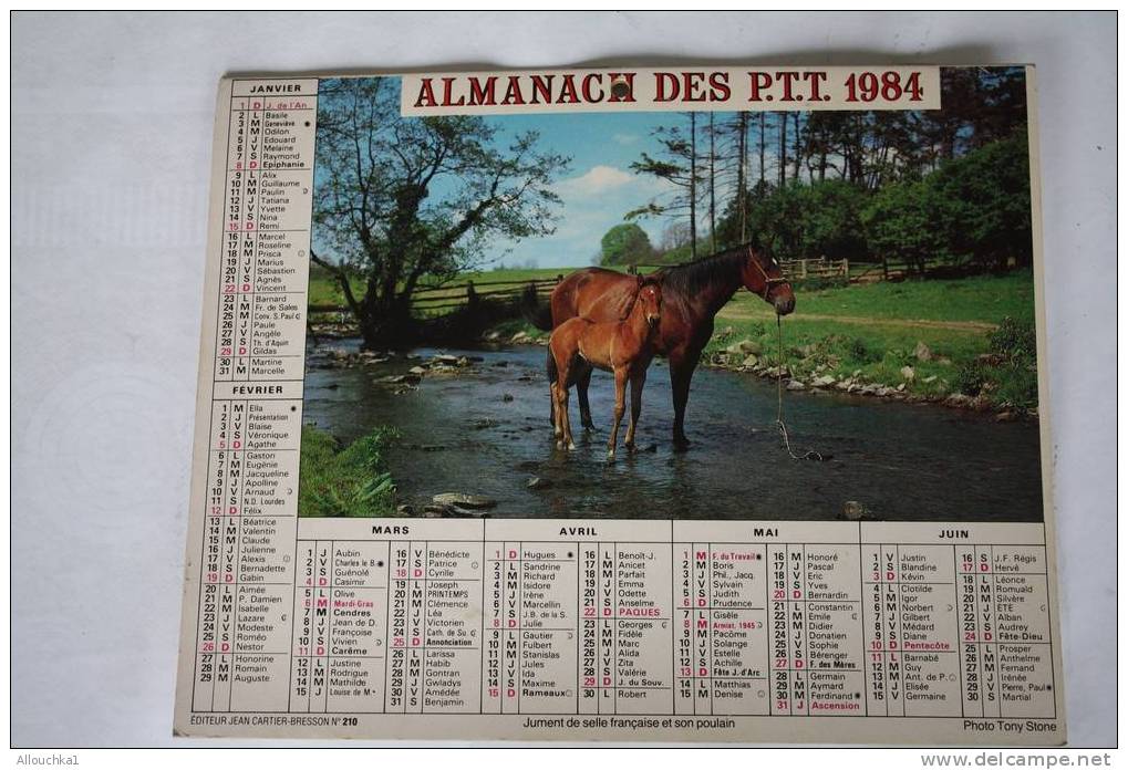 1984-CALENDRIER ALMANACH DOUBLE PHOTOS  DES PTT : CHEVAUX AU PRE - JUMENT DE SELLE FRANCAISE  ET SON POULAIN - Groot Formaat: 1981-90
