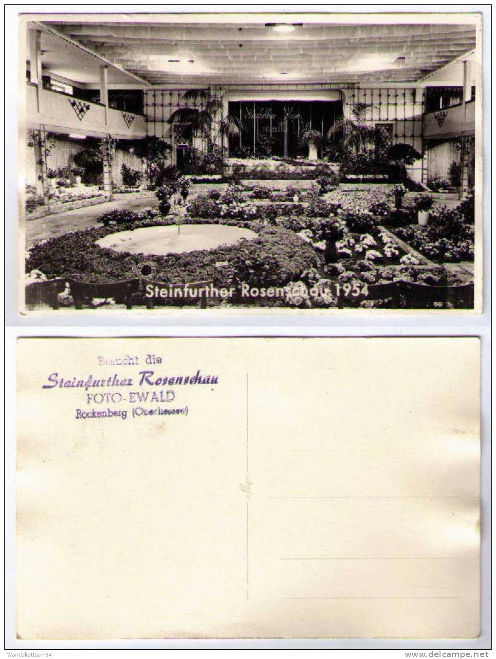 AK Steinfurther Rosenschau 1954 - Bad Nauheim