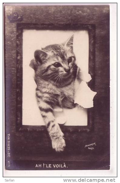 CHATS , Cat Cats , Chatons , N° 379 - Cats