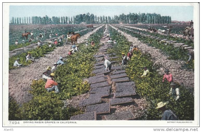 Drying Raisin Grapes California Agriculture Industry  On Detroit Publishing Co. Postcard - Cultures