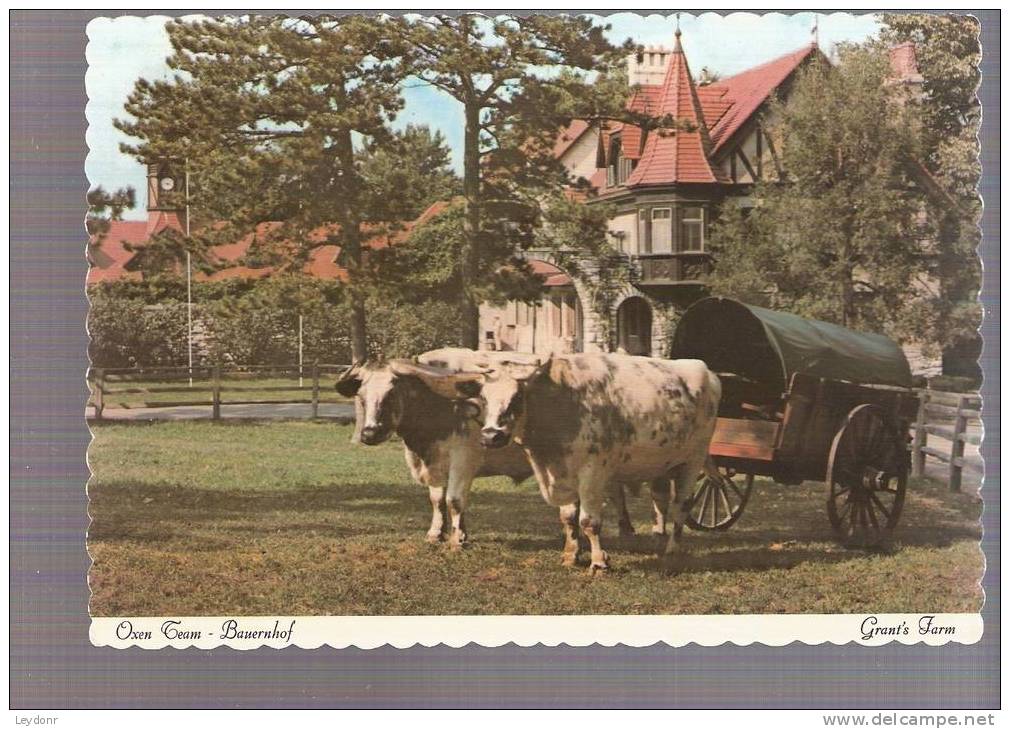 Grant Farm - Oxen Team - Bauernhof, Saint Louis, Missouri - St Louis – Missouri