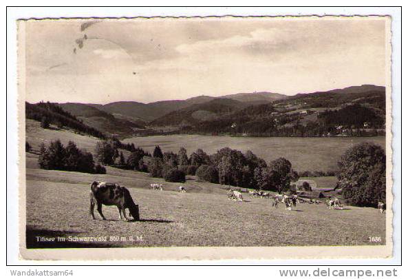 AK Titisee Im Schwarzwald 860 M ü. M. Kühe Auf Weide 12.8.37 TITISEE * Luftkurort, Winter ..... Nach Strass Zillertal - Titisee-Neustadt