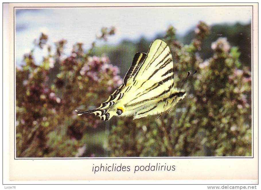 IPHICLIDES PODALIRIUS  - Le Flambé  -    -  N°  01405 - Papillons