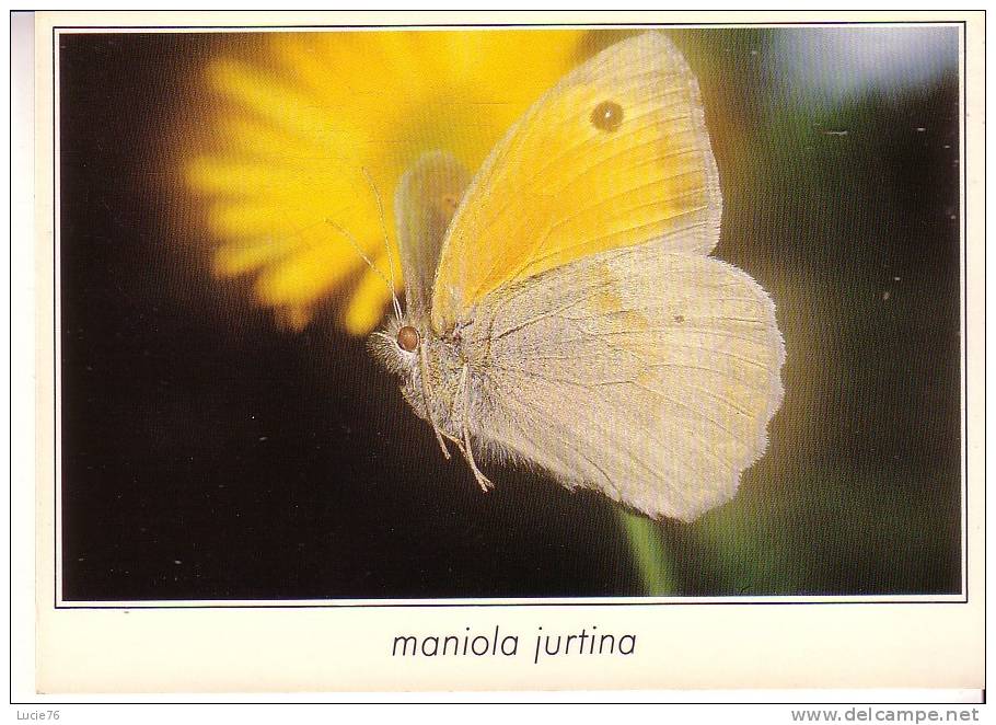 MANIOLA JURTINA  -  Le Myrtil  -    -  N°  01407 - Papillons