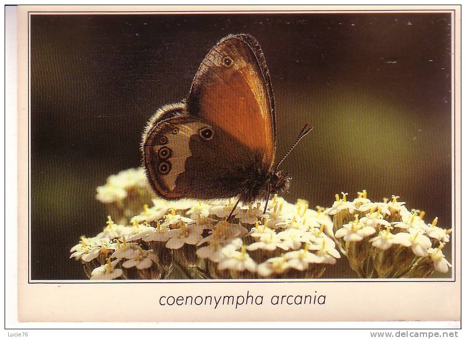 COENONYMPHA  ARCANIA  -  Le Céphale   -  N°  01408 - Papillons