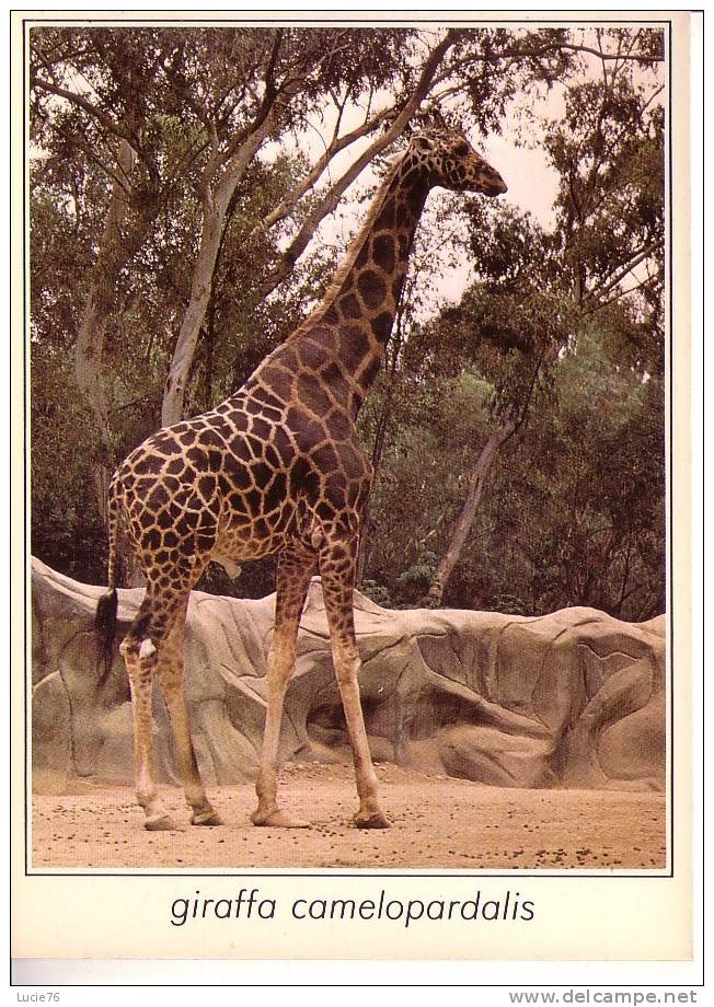 GIRAFFA CAMELOPARDALIS  -  GIRAFE    -  N°  01616 - Giraffes