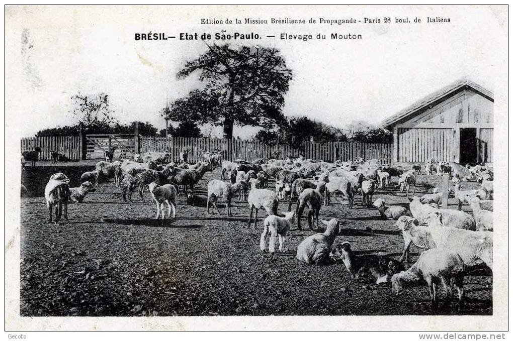 état De Sao Paulo - élevage Du  Mouton - São Paulo