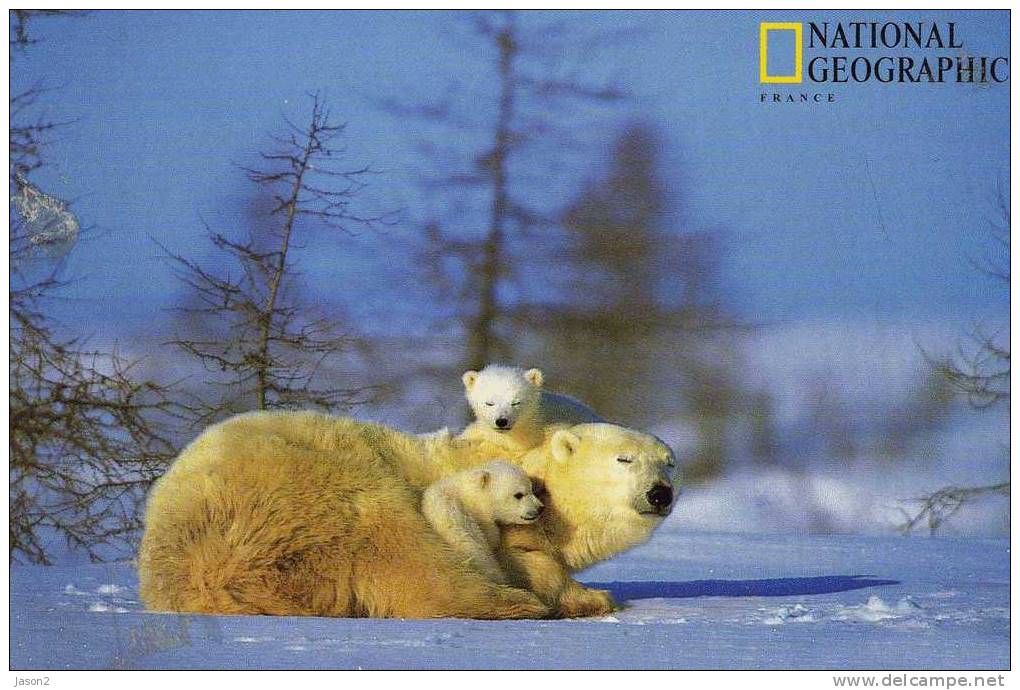 Cpm Maman Ours Et Ses Oursons - Ours