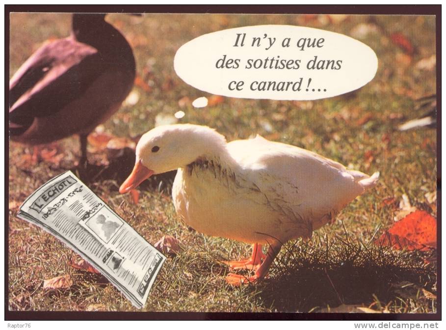 CPM   Faune  Canard - Other & Unclassified