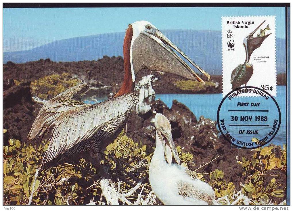 British Virginia Islands,Maxi Card,Bird - Pelican -1988 - WWF - FDC. (B) - Pelicans