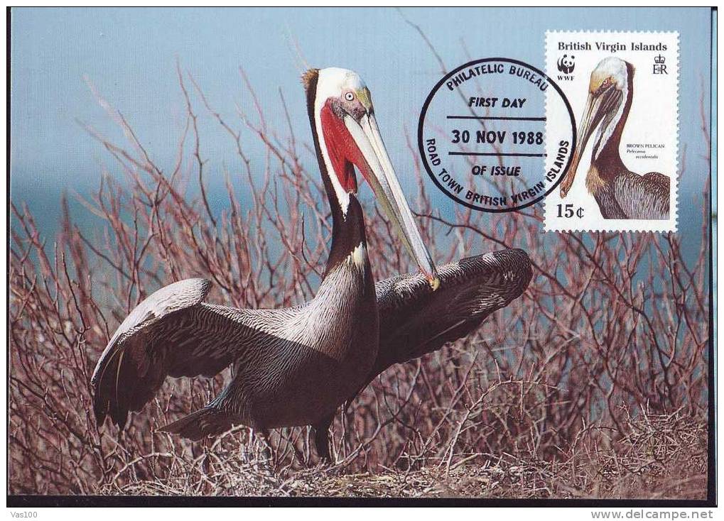 British Virginia Islands,Maxi Card,Bird - Pelican -1988 - WWF - FDC. (C) - Pelicans