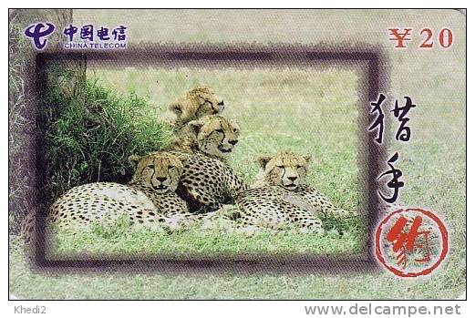 Télécarte CHINE - ANIMAL Félin - GUEPARD - Feline CHEETAH CHINA TELECOM Phonecard - GEPARD - 169 - Chine