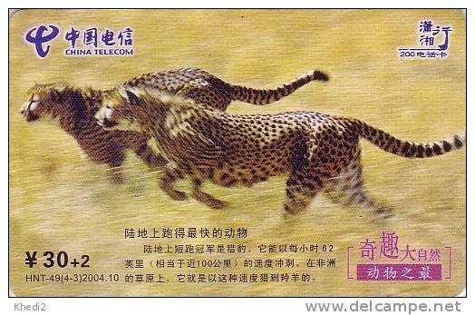 Télécarte CHINE - ANIMAK Félin - GUEPARD - Feline CHEETAH CHINA TELECOM Phonecard - GEPARD - 171 - Chine