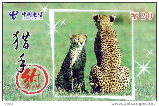 Télécarte CHINE - ANIMAL - Félin - GUEPARD - Feline CHEETAH CHINA TIETONG Phonecard - GEPARD - 175 - China