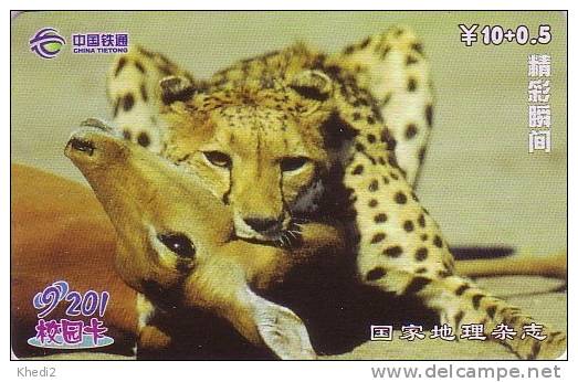 Télécarte CHINE - ANIMAL - Félin - GUEPARD - Feline CHEETAH CHINA TIETONG Phonecard - GEPARD - 176 - Cina