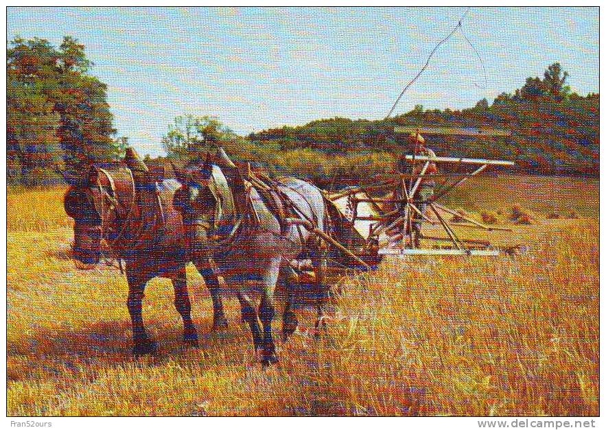 Moisson Moissoneuse-lieuse Attelage Cheval - Landbouw