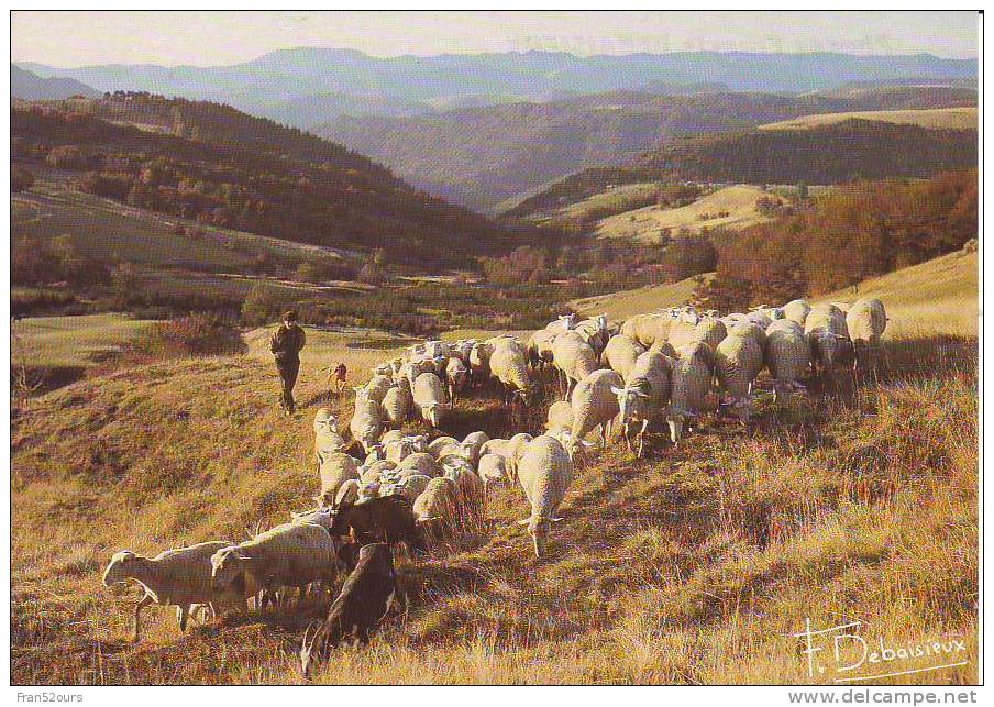 3 Cartes Troupeau Moutons Ovins Sheep Bergers - Viehzucht