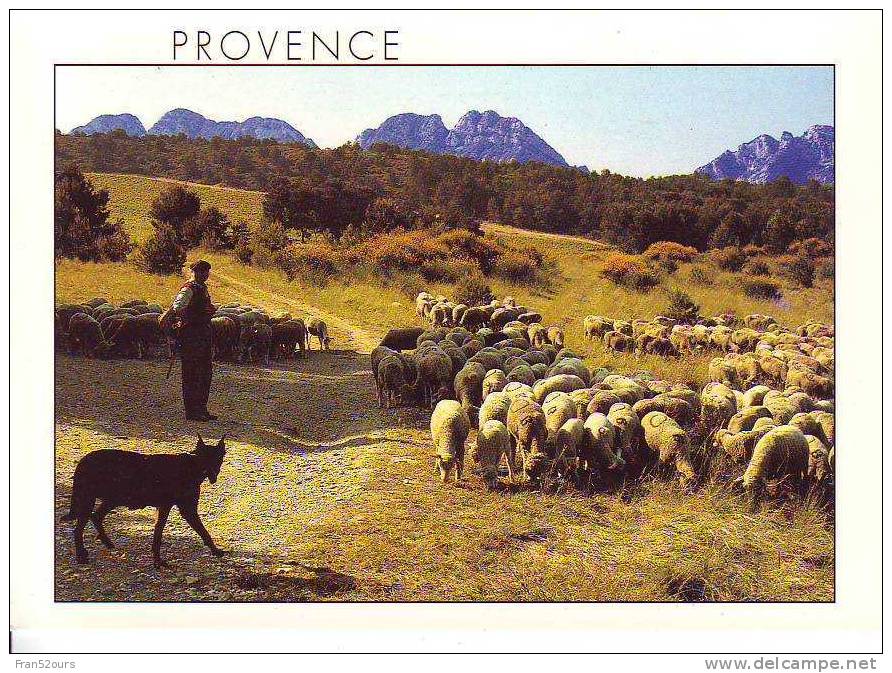 3 Cartes Troupeau Moutons Ovins Sheep Bergers - Viehzucht