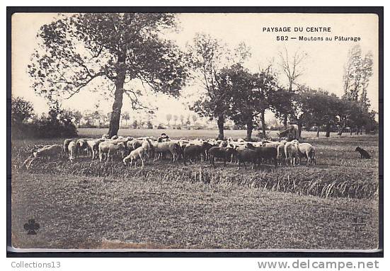 ELEVAGE - Moutons Au Pâturage - Allevamenti