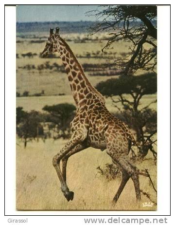 CPSM GIRAFE Faune Africaine Savane IRIS 6831 - Giraffen