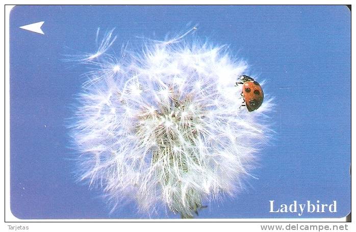 TARJETA DE SINGAPORE DE UNA MARIQUITA   LADYBIRD  (INSECTO-INSECT) - Mariquitas