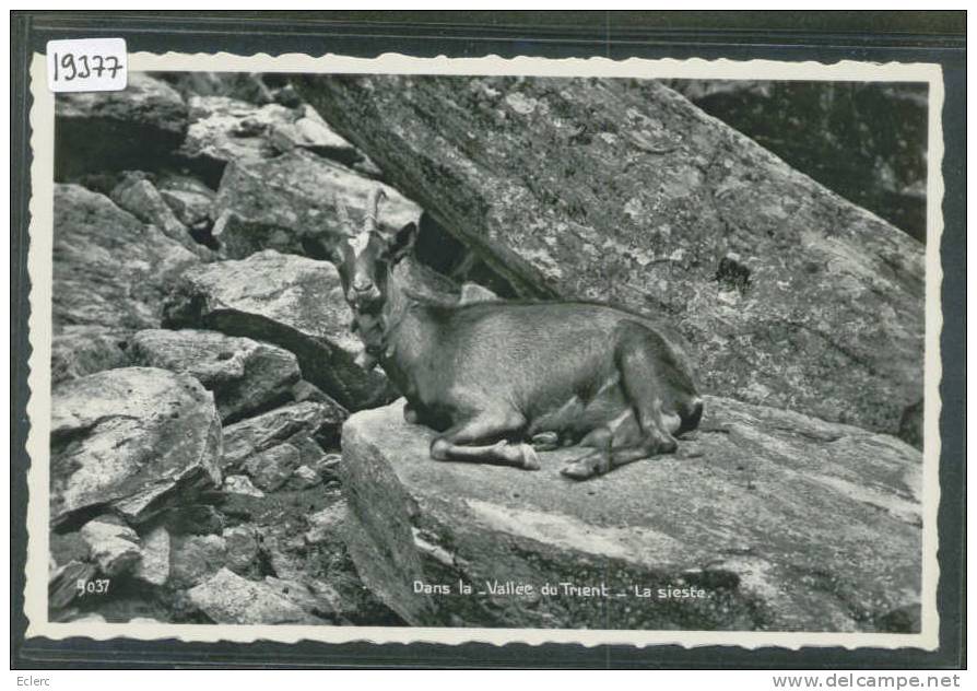 CHAMOIS DANS LA VALLEE DU TRIENT  - TB - Trient