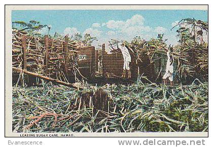 HAWAII LOADING SUGAR CANE    // REF11476 - Big Island Of Hawaii