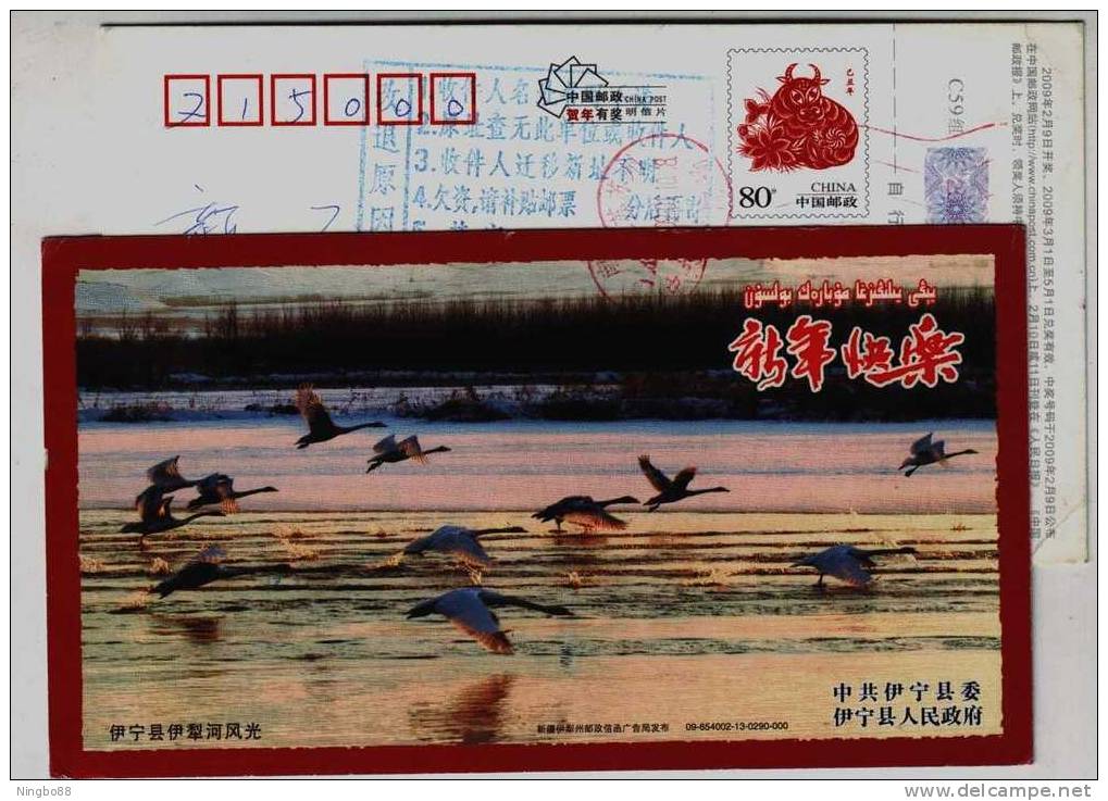 Swan Bird Wintering Habitat In Nature Reserve Of Yili River,China 2009 Yining Landscape Advertising Pre-stamped Card - Cygnes