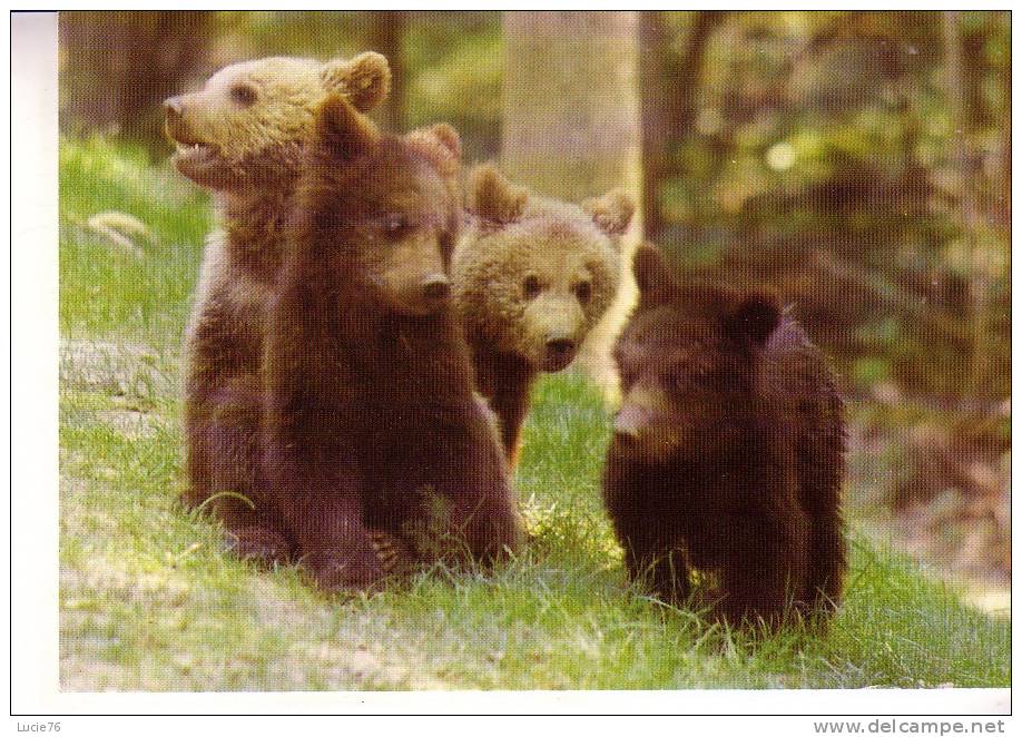 Les Mamans Et Leurs Bébés   - PETIT OURS BRUN : THOIRY   Où Est Passé Ma Tartine  De Miel ? - Osos