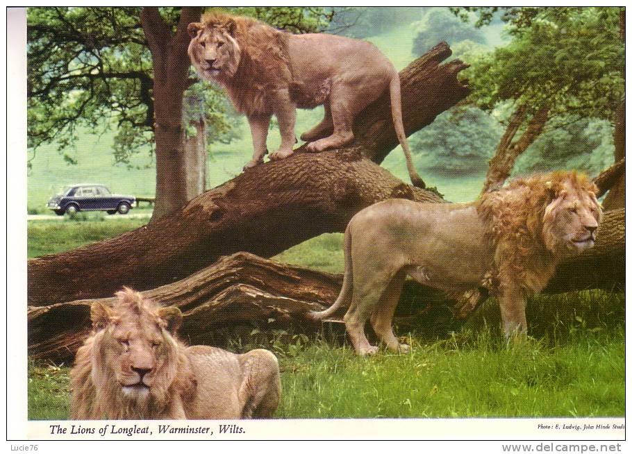 LIONS  -  The Lions Of Longleat, Warminster, Wilts - Lions