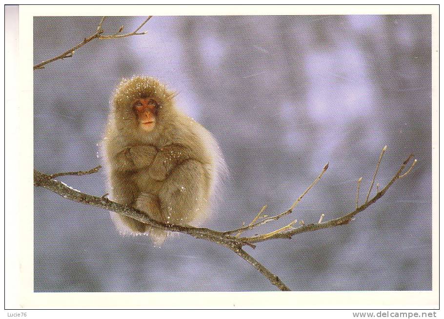 MACAQUE  -  Nagano - Japon - Apen