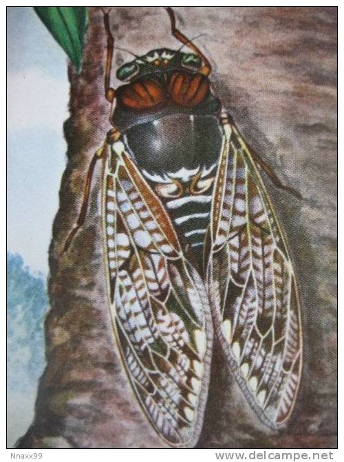 Insect - Insecte - A Cicada On The Tree, Japan Vintage Postcard - Insectos