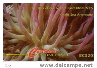 # SAINT_VINCENT_GRENADINES 4 Giant Sea Anemone EC$20    Tres Bon Etat - Saint-Vincent-et-les-Grenadines