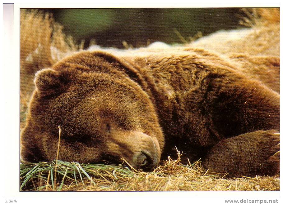 OURS  Des  PYRENEES  -  Série : Animaux  Sauvages - Ours