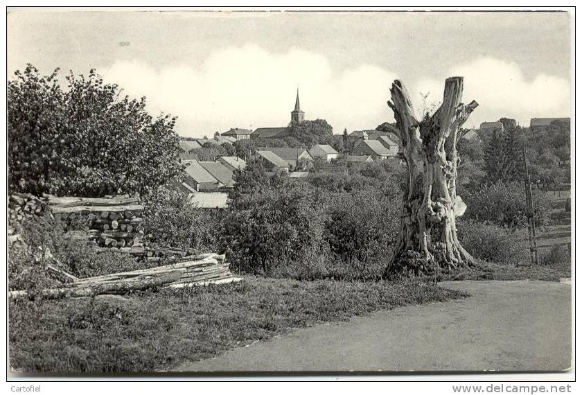 DAVERDISSE SUR LESSE- LE VIEIL ORME DOMINE TOUJOURS LE VILLAGE DE SA MASSE IMPOSANTE - Daverdisse