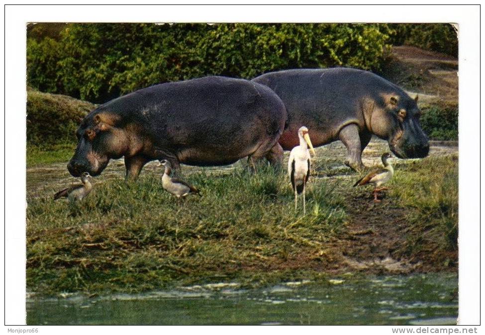 CPM De Deux Hippopotames - Flusspferde