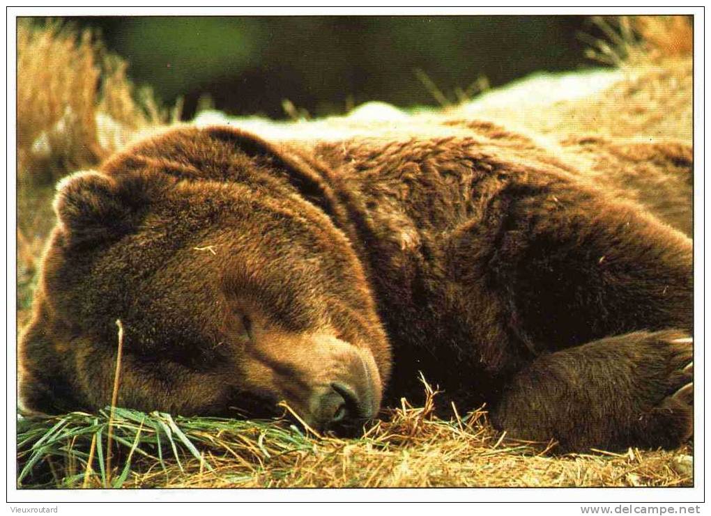 CPSM. OURS DES PYRENEES. ANIMAUX SAUVAGES. - Osos