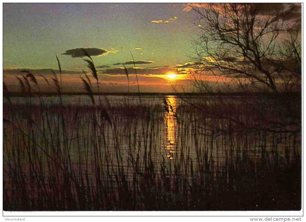 CPSM.  COUCHER DE SOLEIL SUR LES ETANGS. - Contre La Lumière