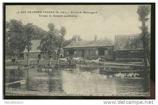 76 GRANDES VENTES (les) Ferme De Beauregard - Groupe De Juments Poulinères - Le Grand-Quevilly