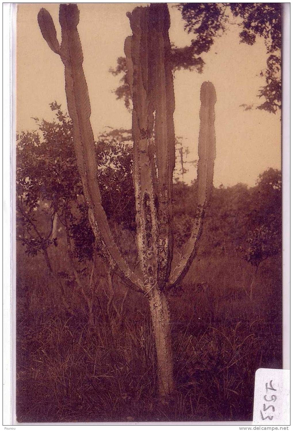 - CONGO - UN CACTUS (1953) - Autres & Non Classés