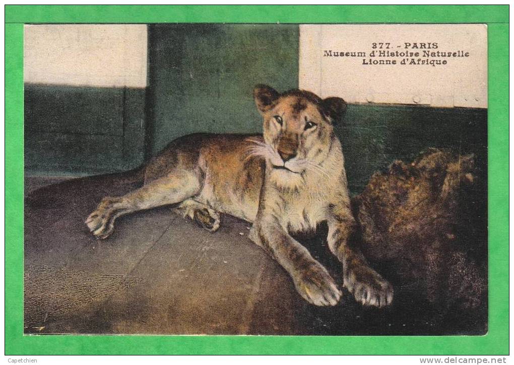 MUSEUM D'HISTOIRE NAT.DE PARIS - LIONNE D'AFRIQUE - Carte Vierge - Lions